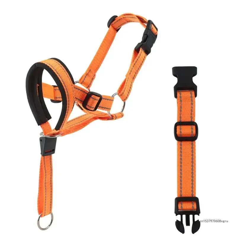 "DogFit" – Moderno y funcional