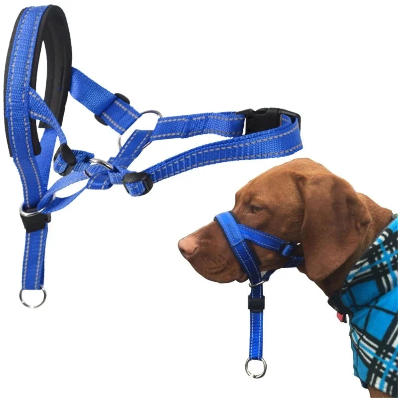 "DogFit" – Moderno y funcional